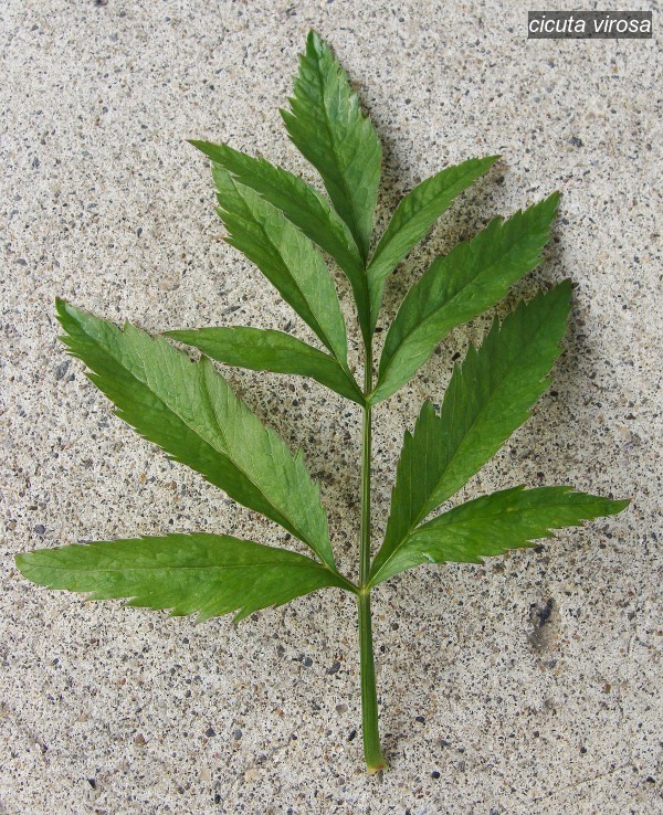 cicuta virosa3 cicuta virosa3