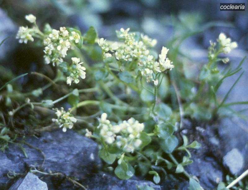 coclearia1 cochlearia excelsa coclearia1 cochlearia excelsa