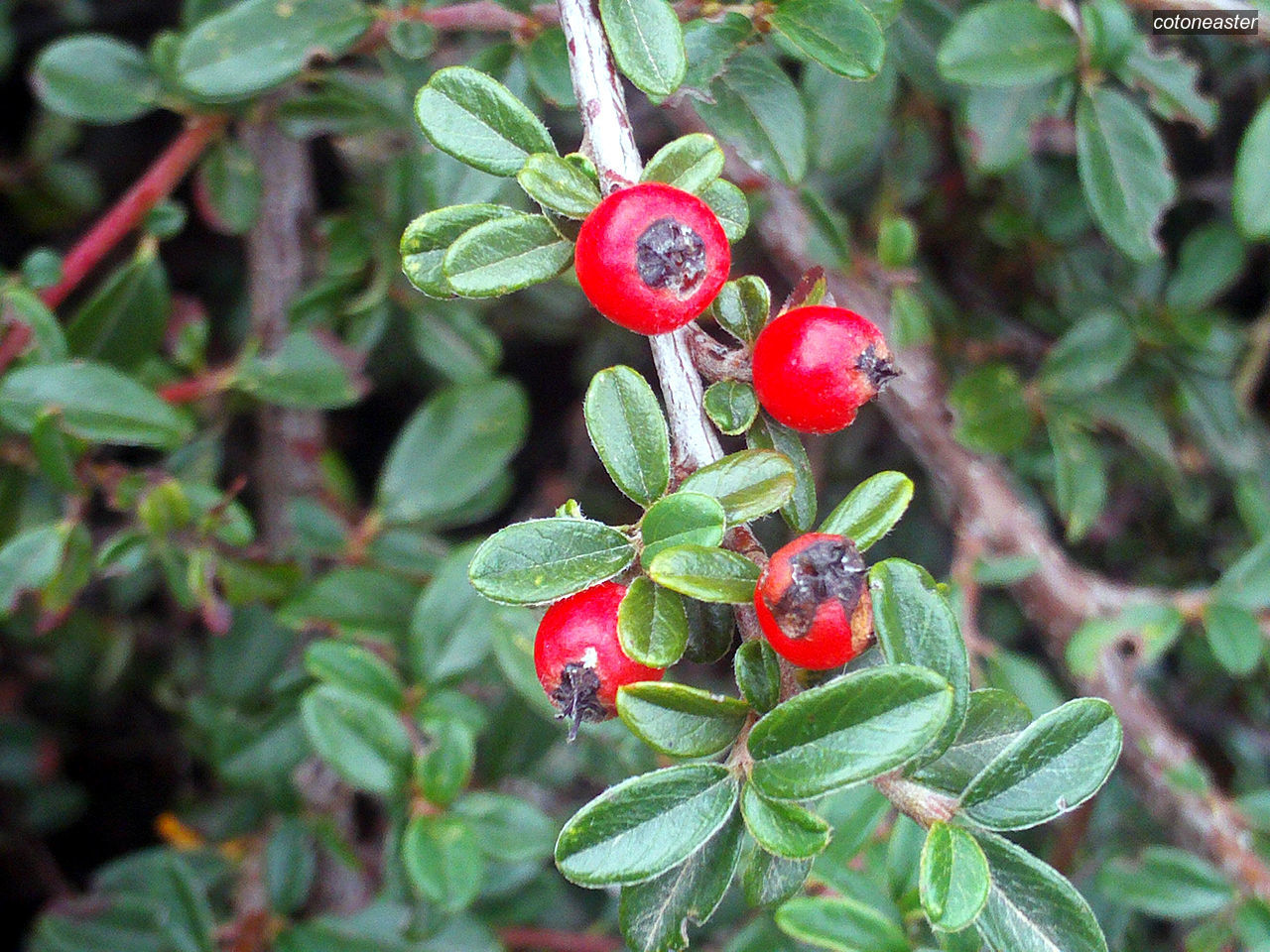 Cotoneaster1 Cotoneaster1