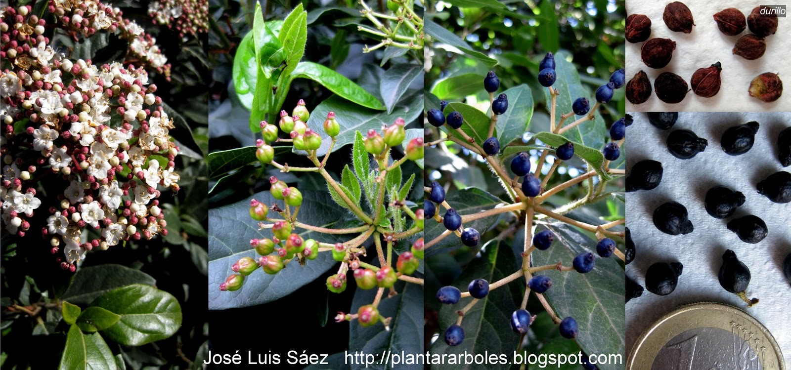 Durillo Viburnum tinus Durillo Viburnum tinus