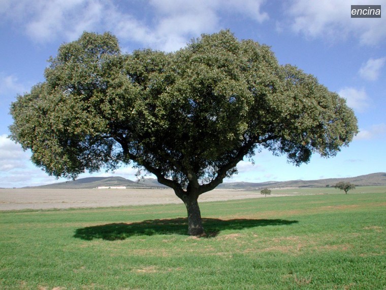encina4 encina4
