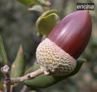 encina5 encina5
