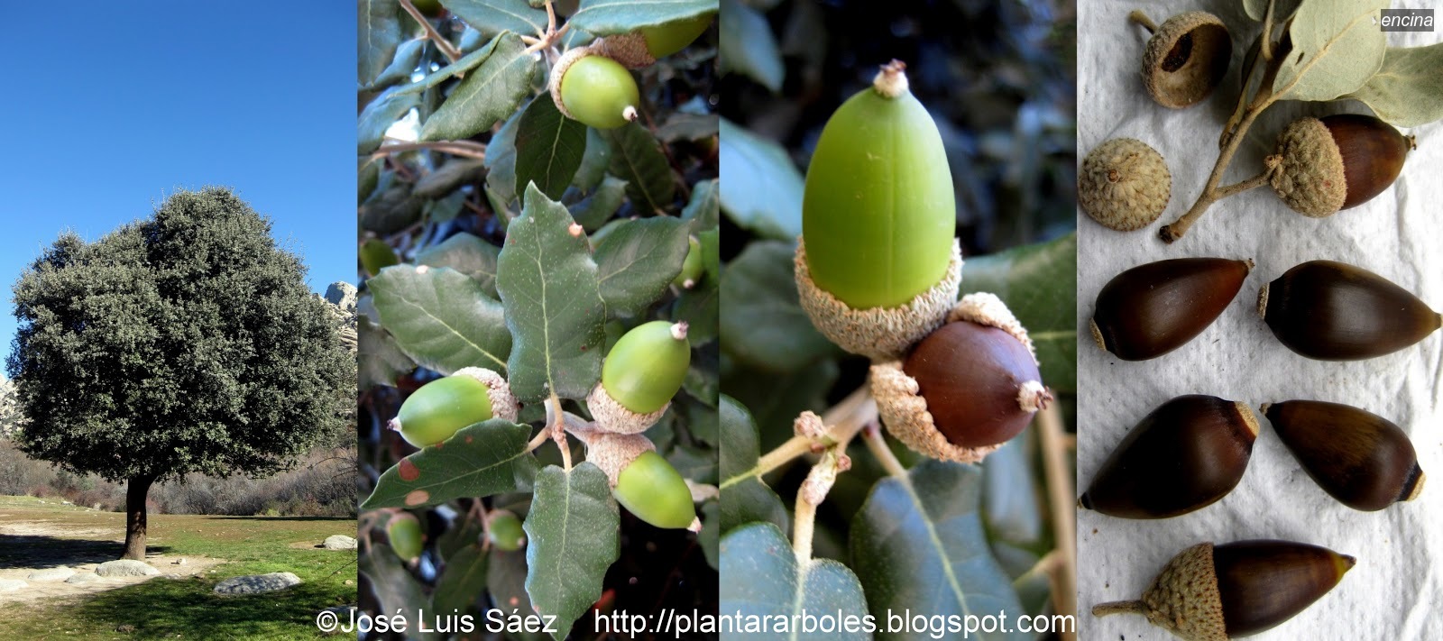 Encina Quercus ilex Encina Quercus ilex