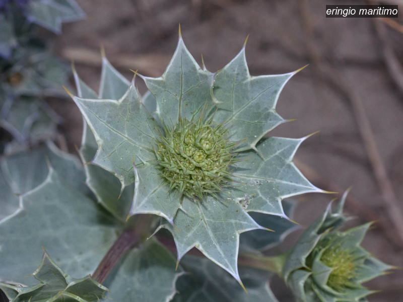 eringio maritimo eryngium maritimum 3037 eringio maritimo eryngium maritimum 3037
