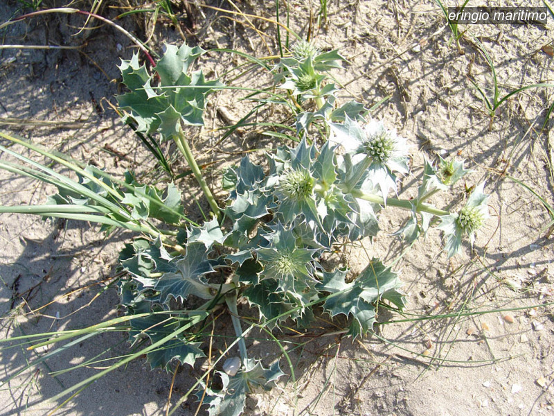eringio maritimo eryngium maritimum blauwe zeedistel 03648 eringio maritimo eryngium maritimum blauwe zeedistel 03648