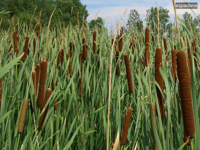 espadana typha angustifolia0 espadana typha angustifolia0