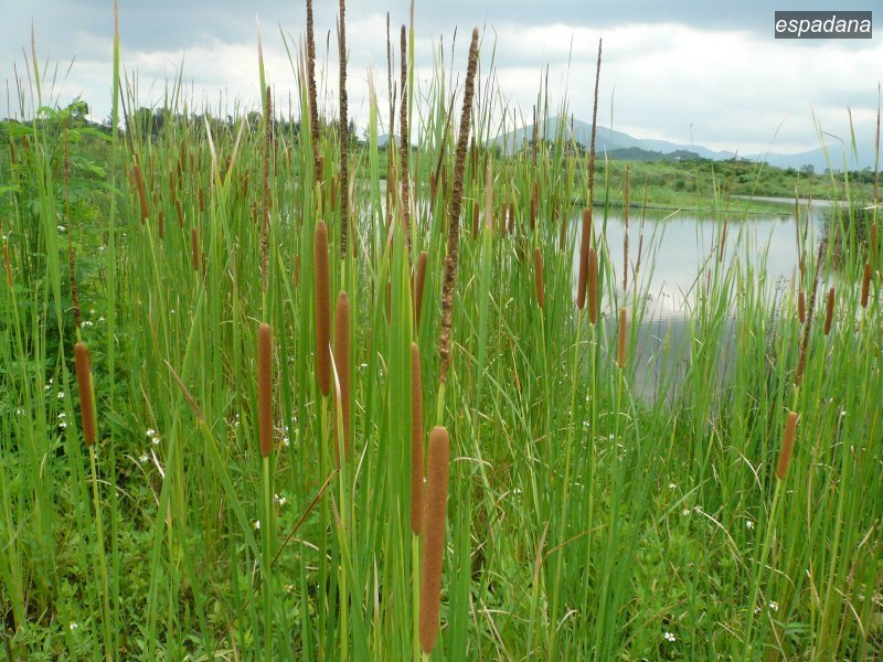 espadana typha angustifolia1 espadana typha angustifolia1