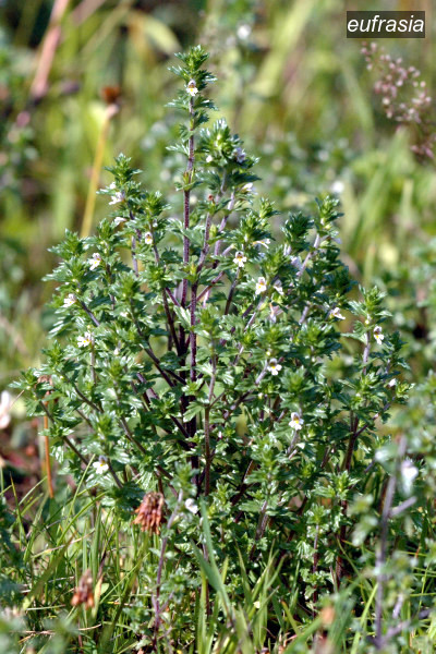 eufrasia4 eufrasia4