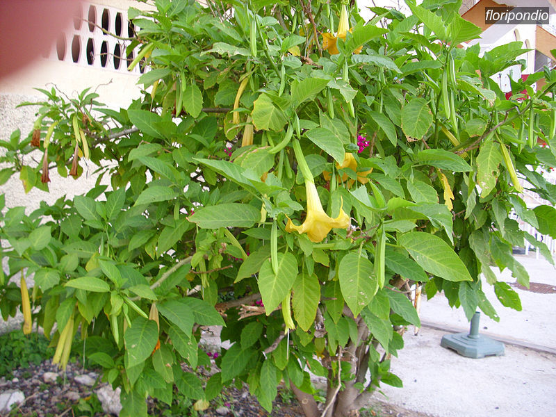 floripondio1 floripondio1