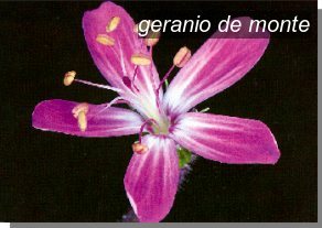 geranio de monte0 geranio de monte0