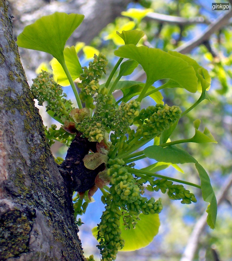 ginkgo2 ginkgo2