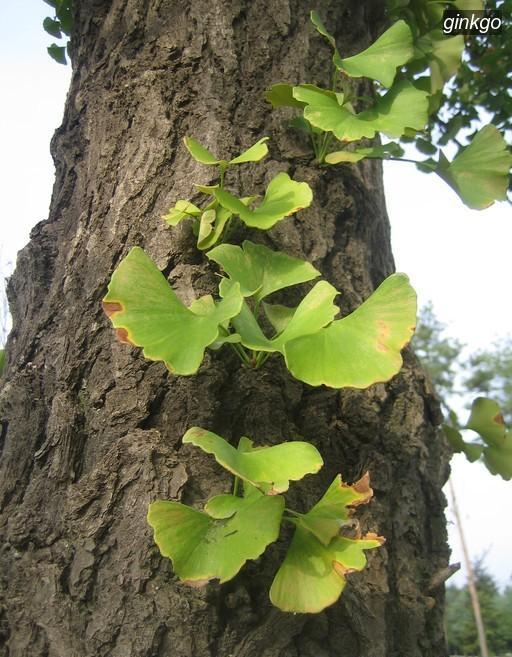 ginkgo9 ginkgo9