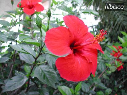 hibisco0 hibisco0