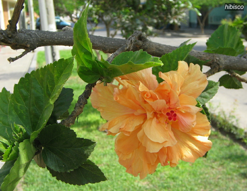 hibisco1 hibisco1