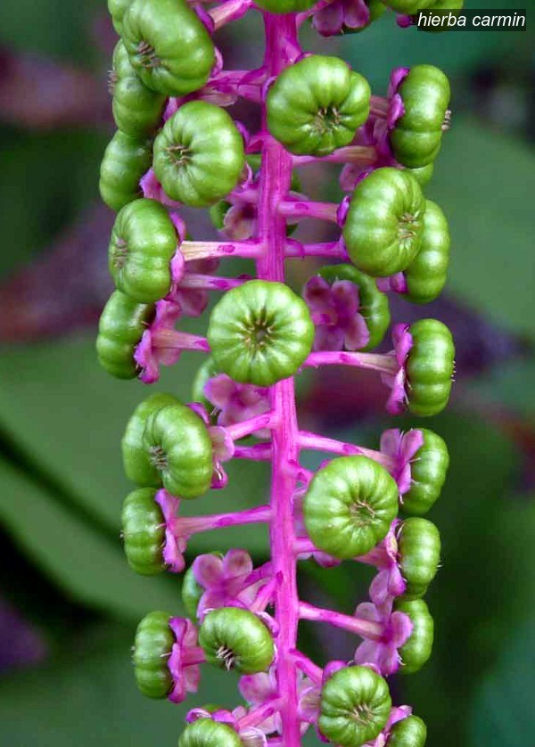 hierba carmin Phytolacca americana hierba carmin Phytolacca americana