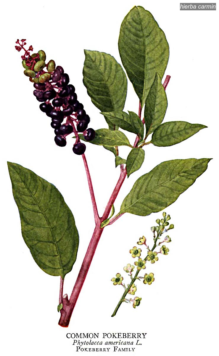 hierba carmin Phitolacca americana hierba carmin Phitolacca americana