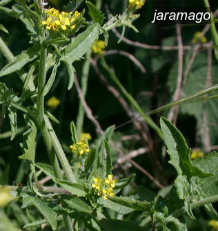 jaramago0 jaramago0