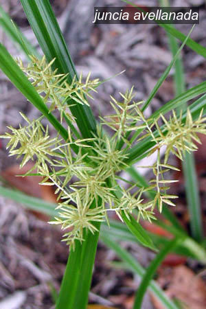 juncia avellanada2 juncia avellanada2