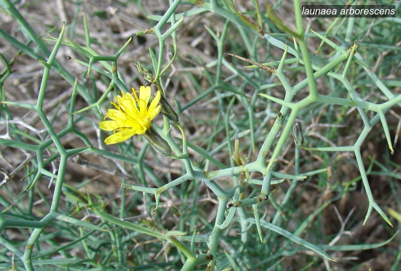 launaea arborescens1 launaea arborescens1