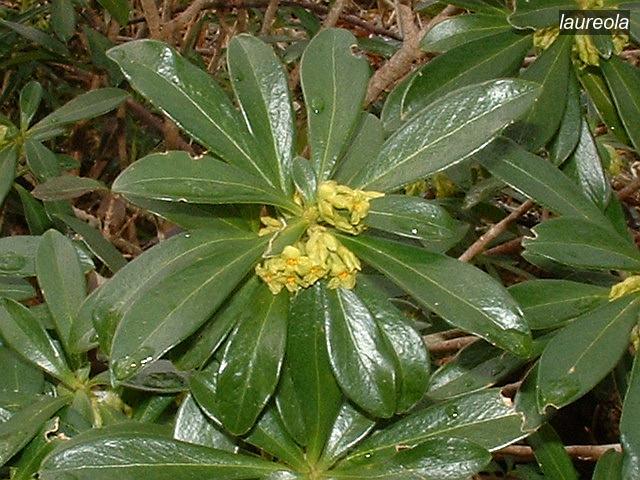 laureola1 laureola1