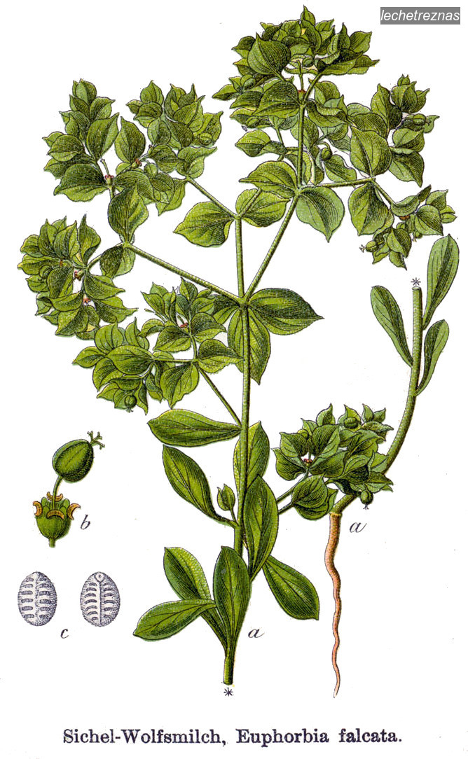 lechetreznas euphorbia falcata lechetreznas euphorbia falcata
