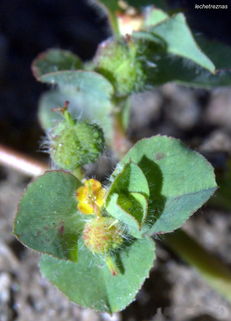 lechetreznas euphorbia hirsuta lechetreznas euphorbia hirsuta