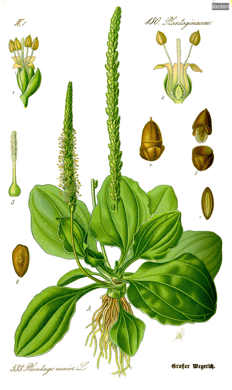 llanten plantago maior llanten plantago maior