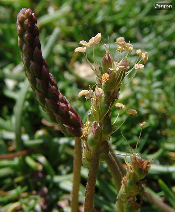 llanten plantago maritima llanten plantago maritima