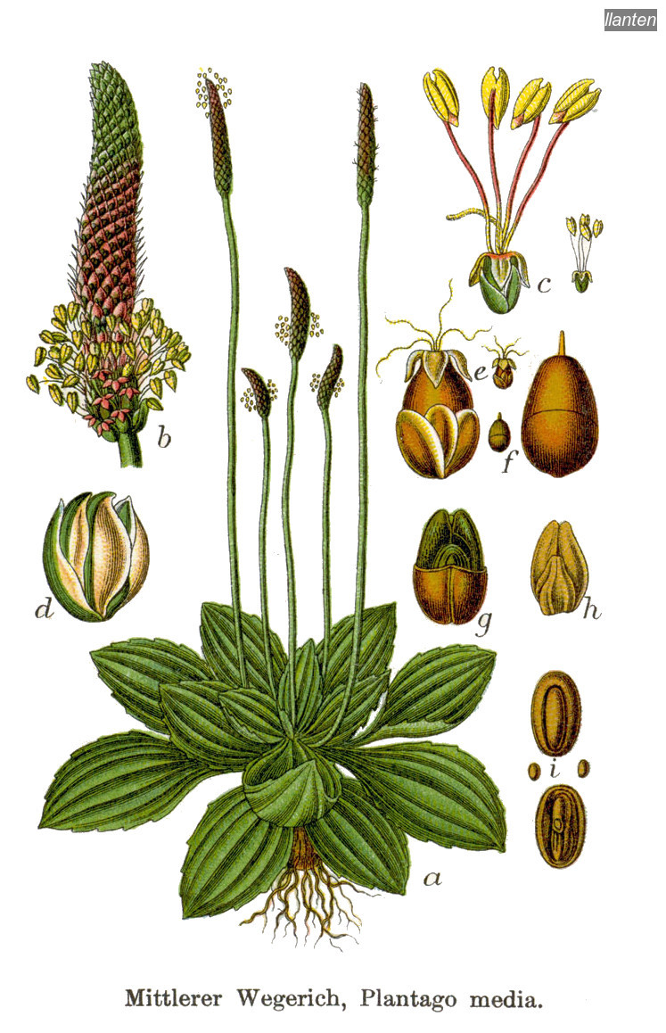 llanten plantago media llanten plantago media