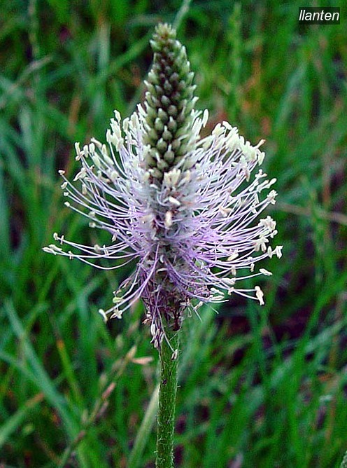 llanten plantago media4 llanten plantago media4