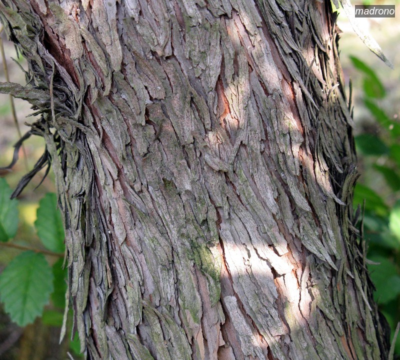 madrono1 madrono1