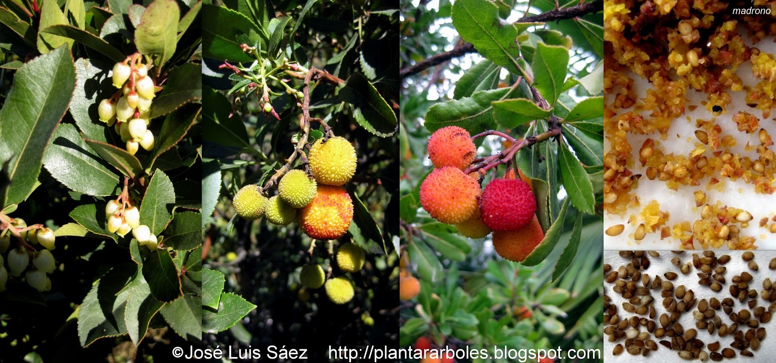 Madrono Arbutus unedo Madrono Arbutus unedo