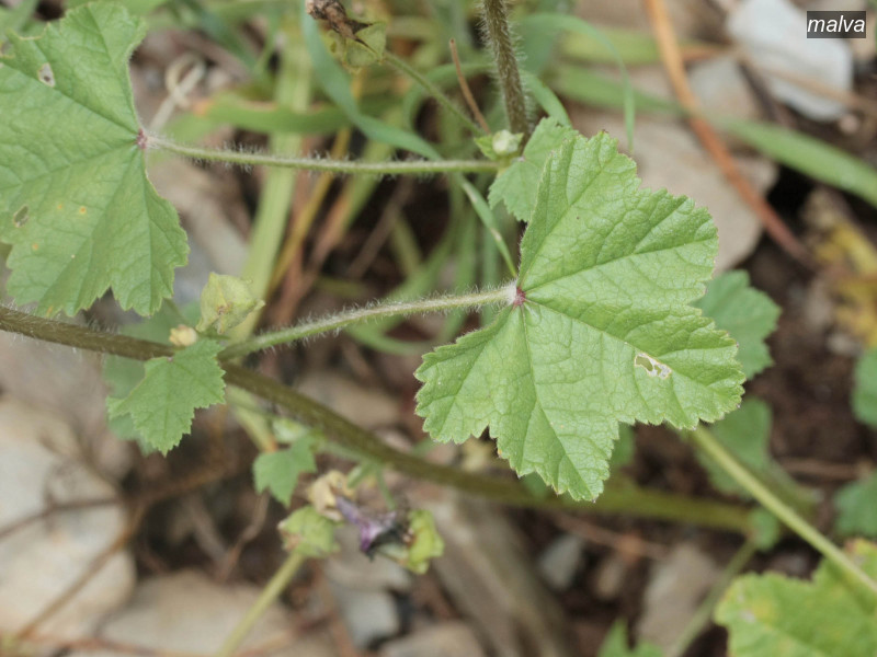 malva malva sylvestris 6269 malva malva sylvestris 6269
