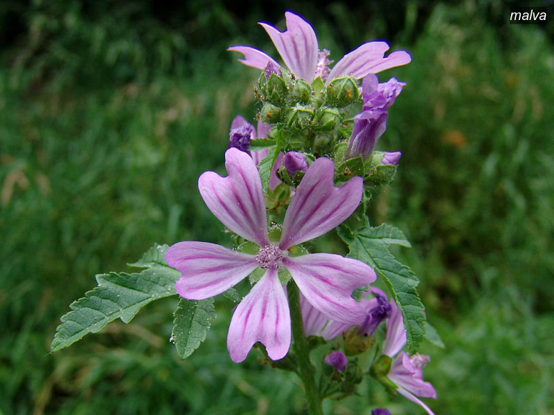 malva malva sylvestris groot kaasjeskruid 04363 malva malva sylvestris groot kaasjeskruid 04363