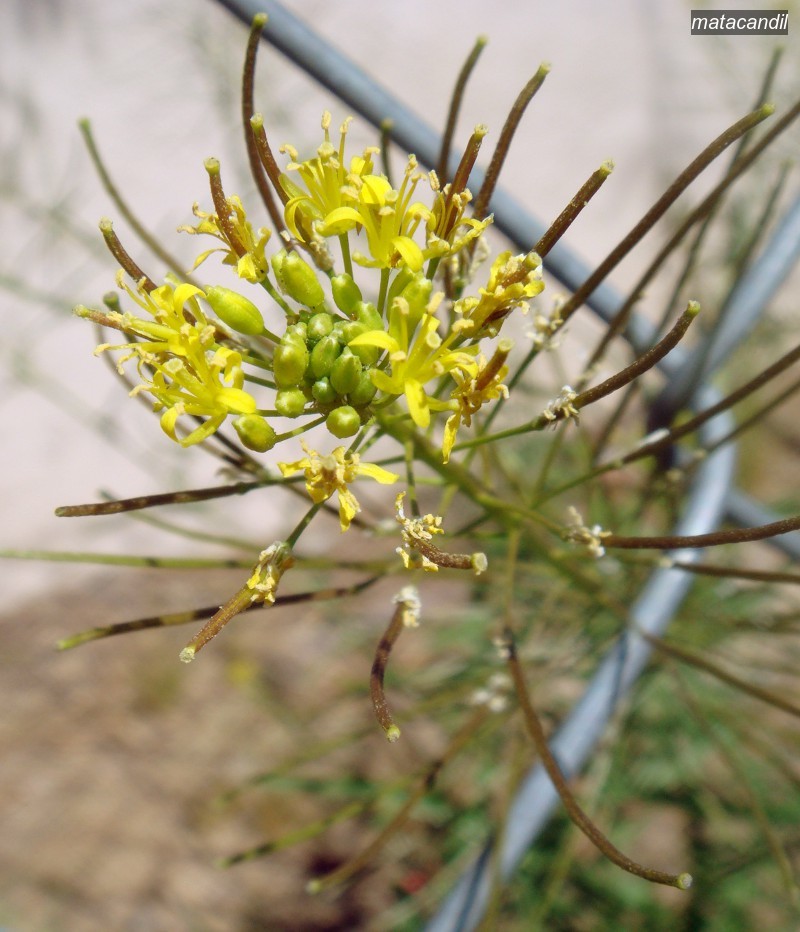 matacandil1 matacandil1
