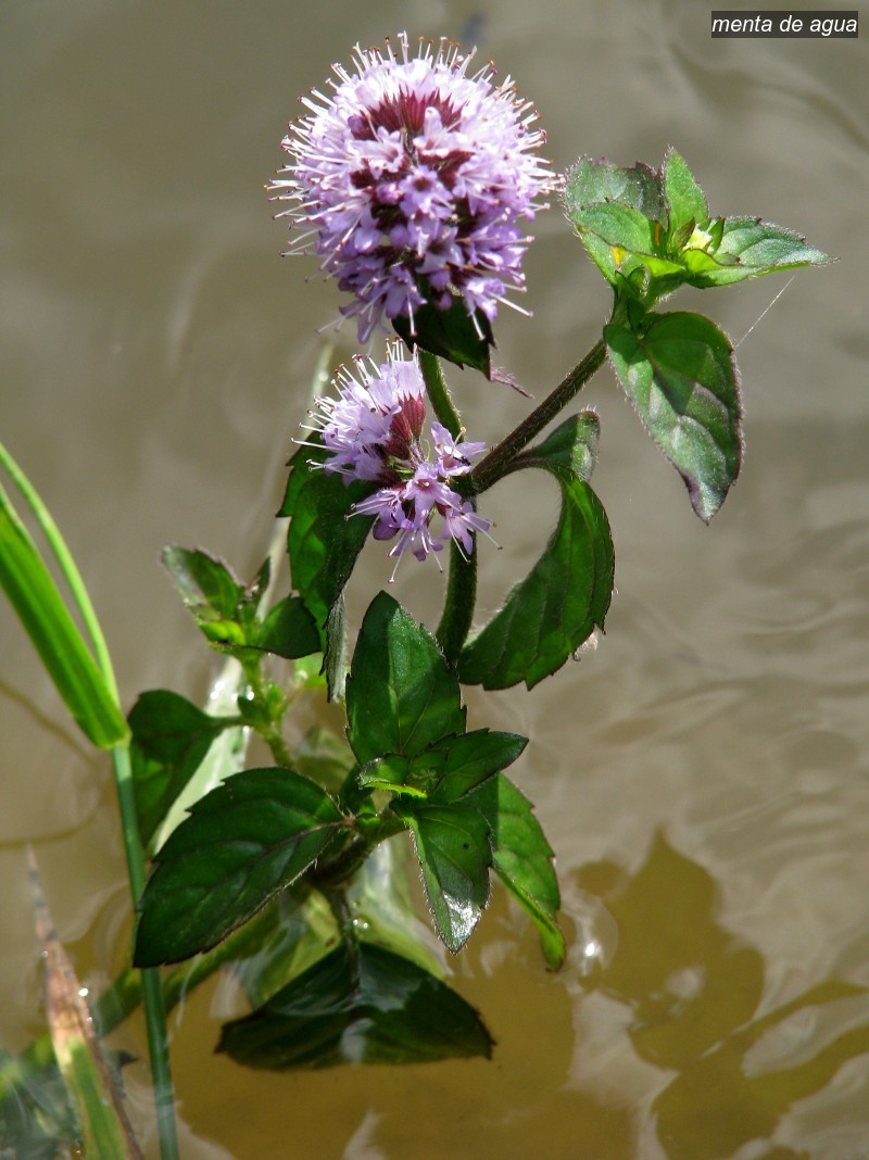 menta de agua1 menta de agua1