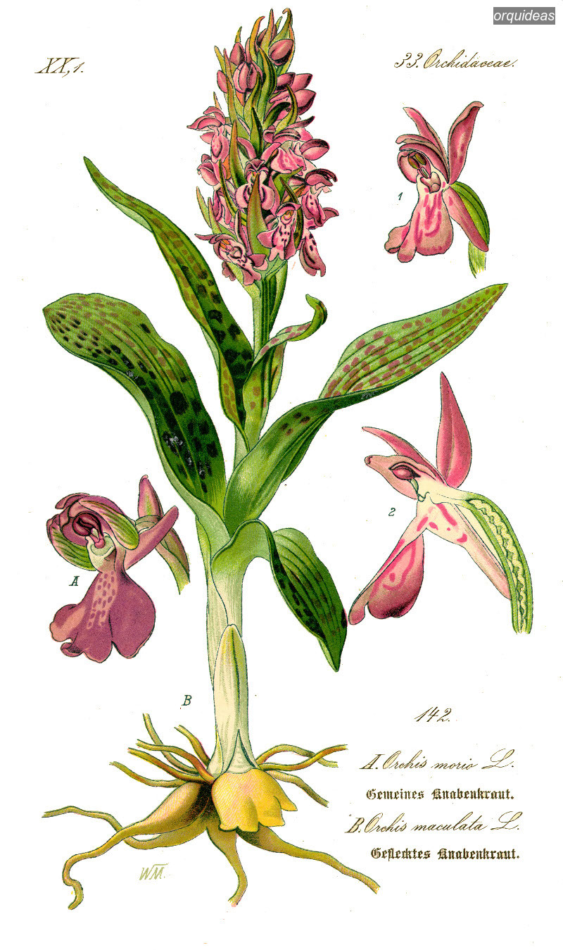 orquideas maculata orquideas maculata