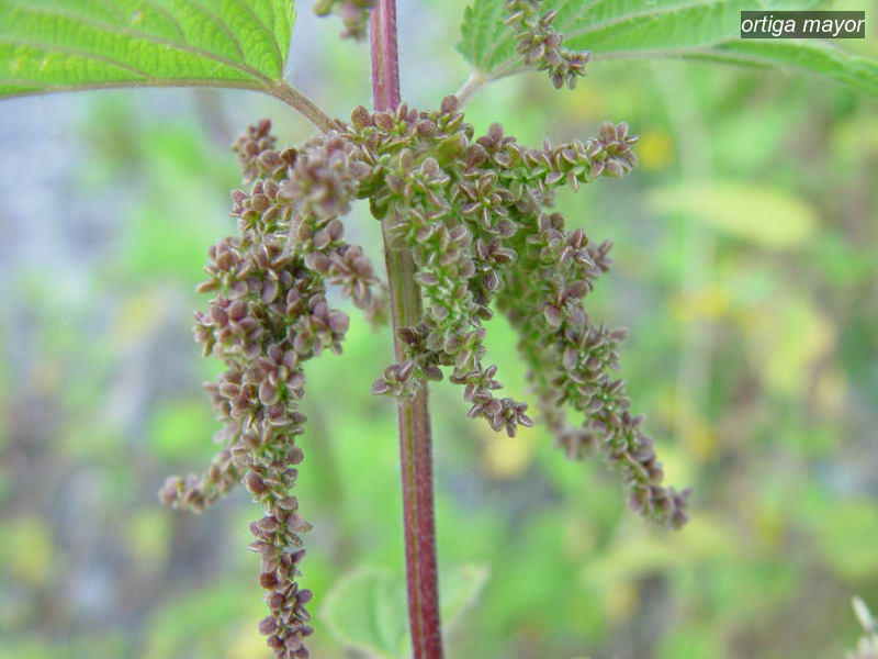 ortiga mayor urtica dioica grote brandnetel06 ortiga mayor urtica dioica grote brandnetel06