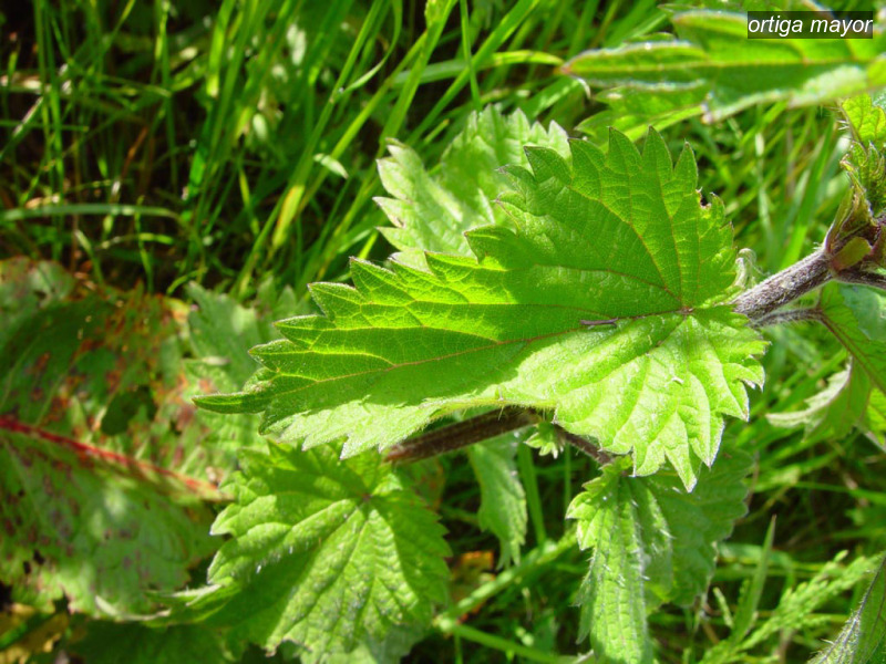 ortiga mayor urtica dioica grote brandnetel09 ortiga mayor urtica dioica grote brandnetel09
