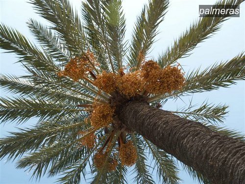 palmeras0 palmeras0