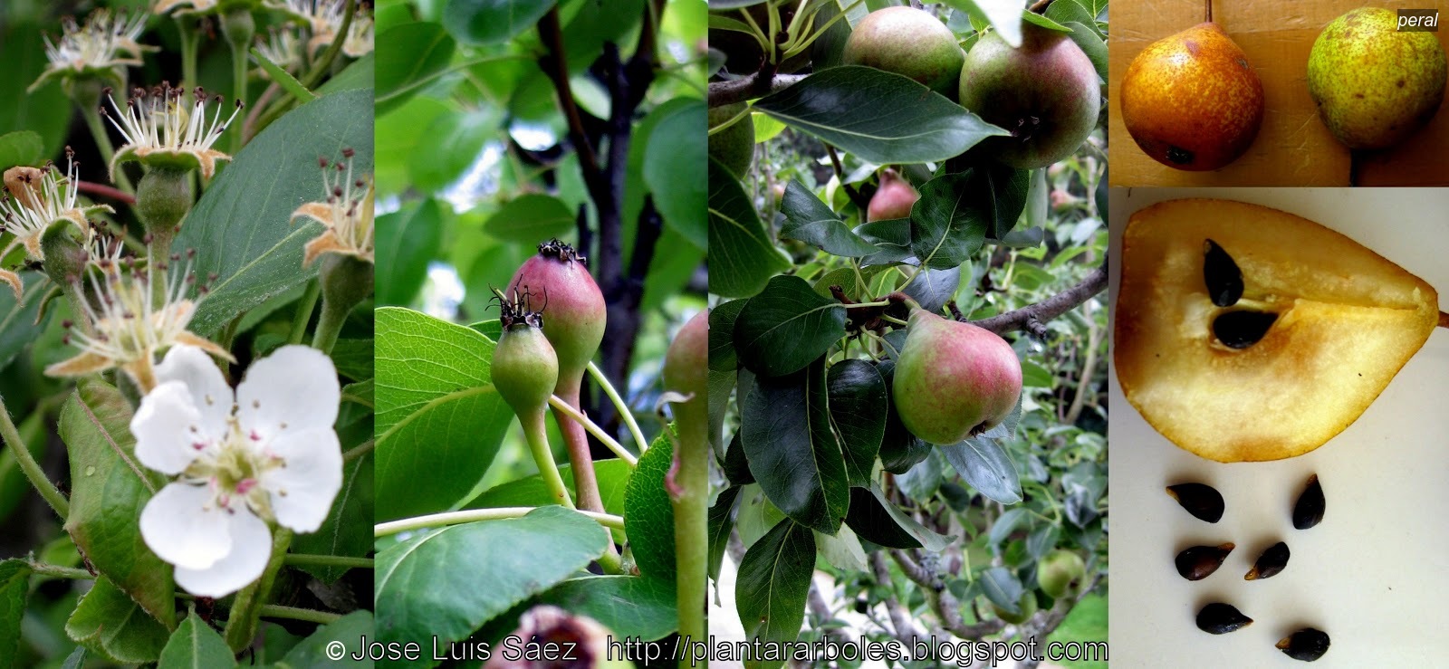 Peral Pyrus communis Peral Pyrus communis