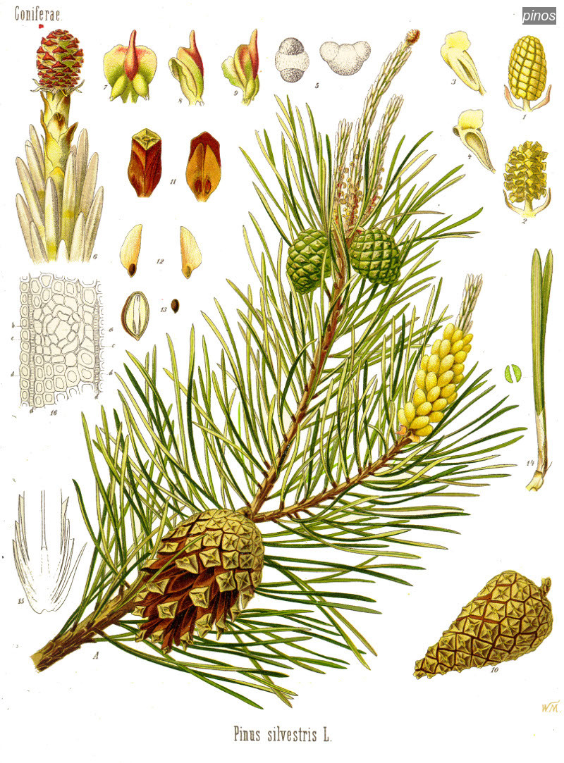 pinos pinus sylvestris pinos pinus sylvestris