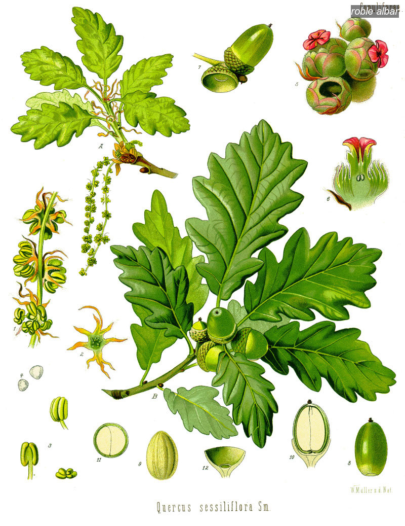 roble albar0 roble albar0
