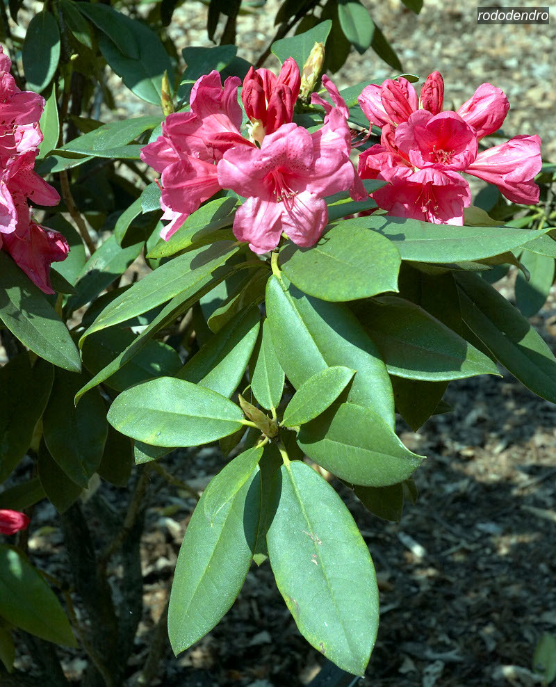 rododendro1 rododendro1
