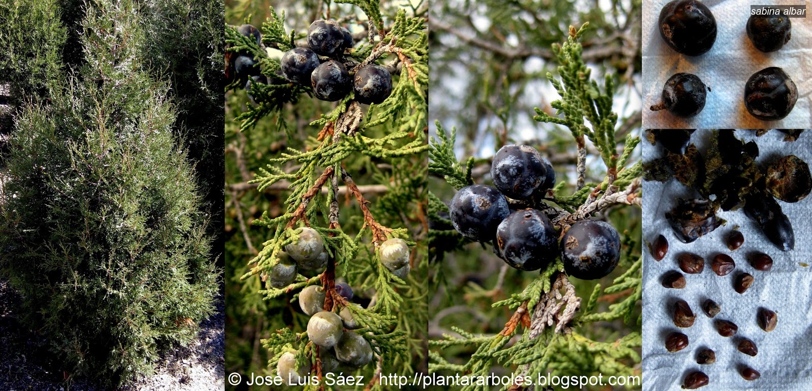 Sabina Albar Juniperus thurifera Sabina Albar Juniperus thurifera