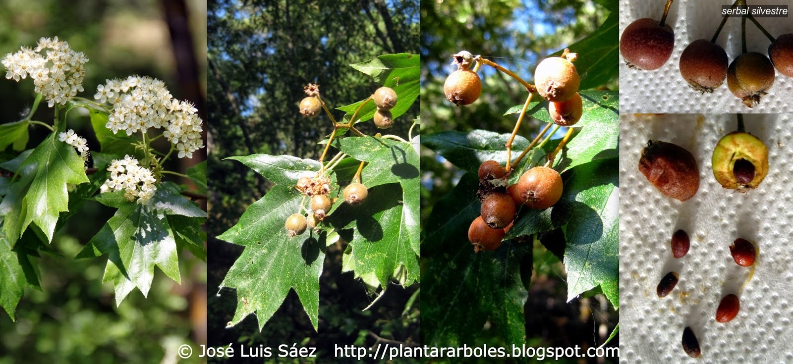 Serbal silvestre Sorbus torminalis Serbal silvestre Sorbus torminalis