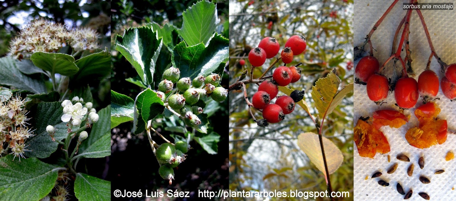 Sorbus aria Mostajo Sorbus aria Mostajo