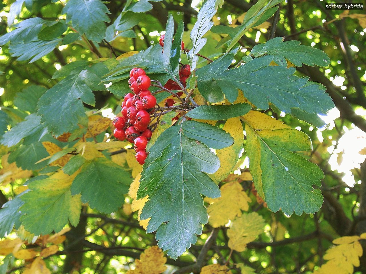 sorbus hybrida0 sorbus hybrida0