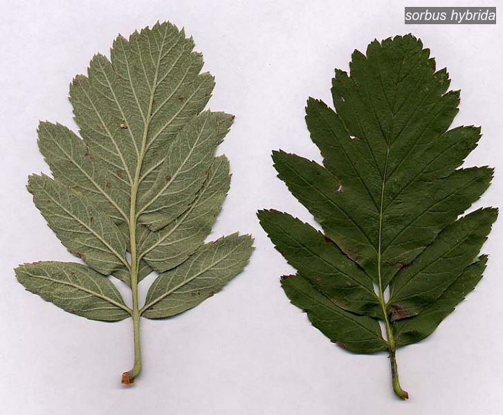 sorbus hybrida1 sorbus hybrida1