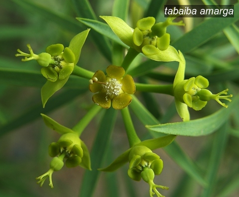 tabaiba amarga1 tabaiba amarga1